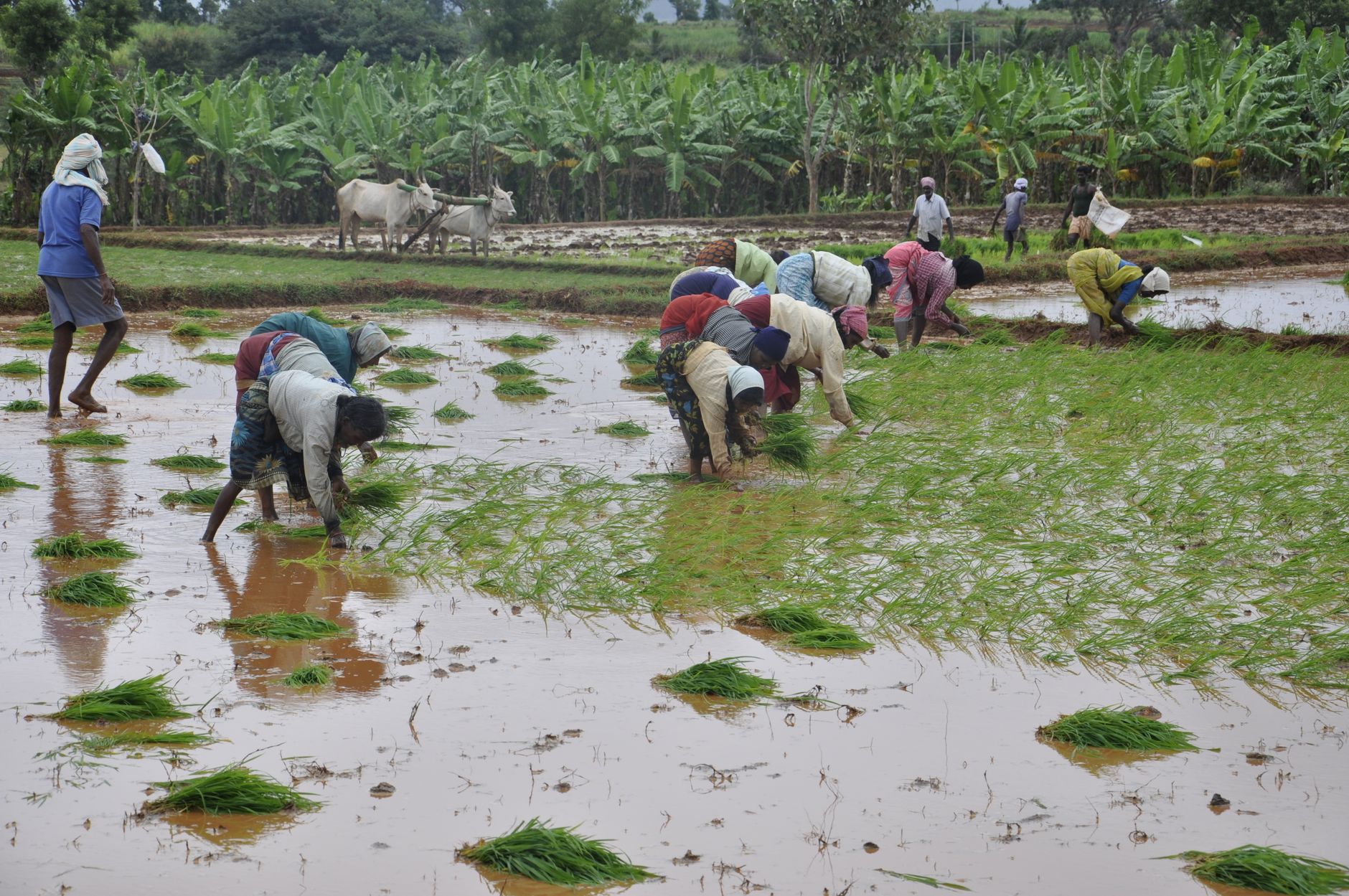 Karnataka land-losers